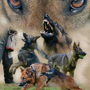 Meet your Posher, Manuel